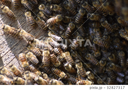 日本ミツバチの家族・群れ・行列 持続可能 環境 農薬 ネオニコチノイド 日本ミツバチの家族・群れ・行列 持続可能 環境 農薬 ネオニコチノイド 32827317