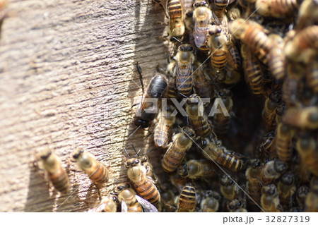 日本ミツバチの家族・群れ・行列 持続可能 環境 農薬 ネオニコチノイド 日本ミツバチの家族・群れ・行列 持続可能 環境 農薬 ネオニコチノイド 32827319