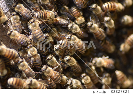 日本ミツバチの家族・群れ・行列　持続可能　環境　農薬　ネオニコチノイド 32827322