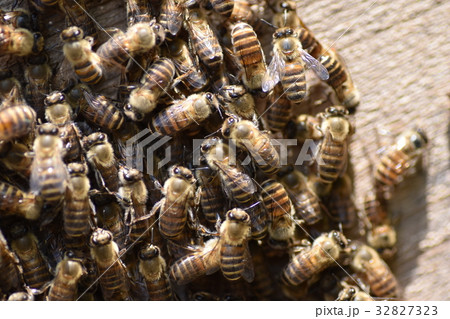 日本ミツバチの家族・群れ・行列 持続可能 環境 農薬 ネオニコチノイド 日本ミツバチの家族・群れ・行列 持続可能 環境 農薬 ネオニコチノイド 32827323