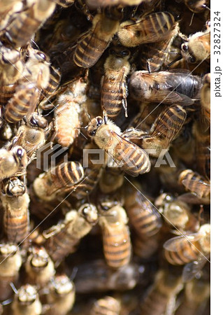 日本ミツバチの家族・群れ・行列 持続可能 環境 農薬 ネオニコチノイド 日本ミツバチの家族・群れ・行列 持続可能 環境 農薬 ネオニコチノイド 32827324