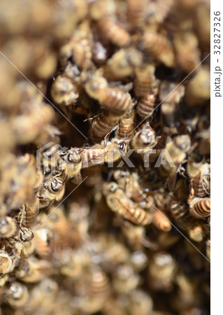 日本ミツバチの家族・群れ・行列 持続可能 環境 農薬 ネオニコチノイド 日本ミツバチの家族・群れ・行列 持続可能 環境 農薬 ネオニコチノイド 32827326