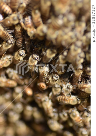 日本ミツバチの家族・群れ・行列持続可能 環境 農薬 ネオニコチノイド 日本ミツバチの家族・群れ・行列持続可能 環境 農薬 ネオニコチノイド 32827327