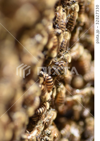 日本ミツバチの家族・群れ・行列 持続可能 環境 農薬 ネオニコチノイド 日本ミツバチの家族・群れ・行列 持続可能 環境 農薬 ネオニコチノイド 32827330