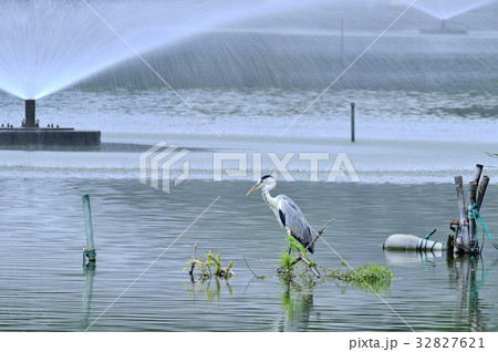 アオサギと噴水(別所沼公園) アオサギと噴水(別所沼公園) 32827621
