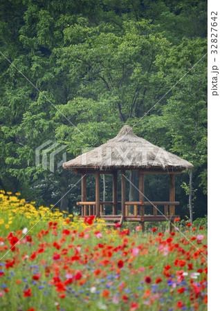 風景 自然 花畑 32827642