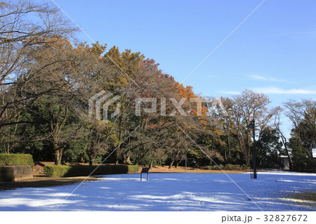 残雪と紅葉の城山公園(栃木・小山氏城跡)にて 残雪と紅葉の城山公園(栃木・小山氏城跡)にて 32827672