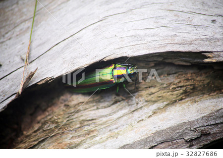 タマムシ 32827686