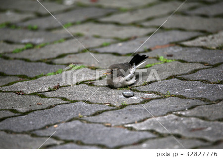 セグロセキレイ幼鳥 32827776