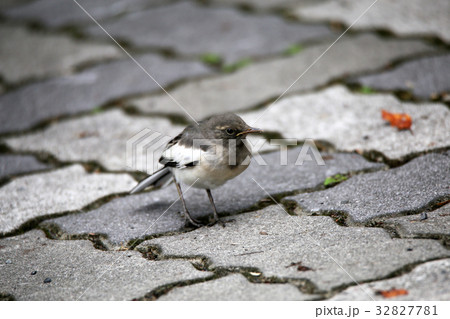 セグロセキレイ幼鳥 32827781
