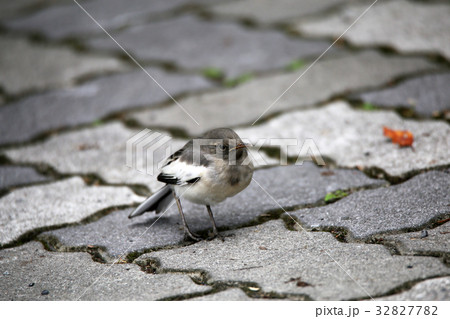 セグロセキレイ幼鳥 32827782