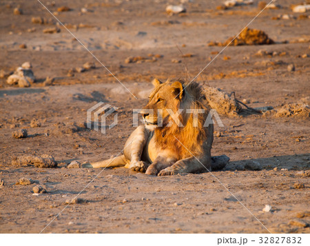 Lion having a rest Lion having a rest 32827832