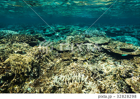 珊瑚礁 32828298