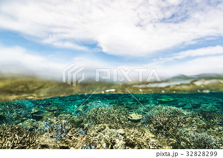 珊瑚礁 32828299