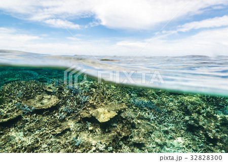 珊瑚礁 32828300