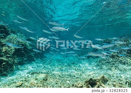 グルクンの群れ 32828325