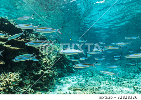 グルクンの群れ 32828326