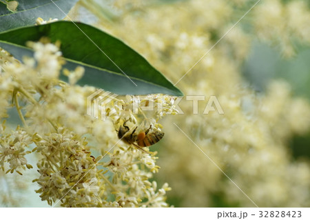 ミツバチとコネリコの花 32828423