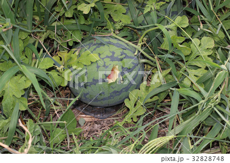 カラスに喰われたスイカ カラスに喰われたスイカ 32828748