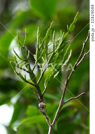 自然　植物　ヒノキバヤドリギ、枯れ枝に場違いな緑の枝？ツバキなどの常緑広葉樹に寄生する植物です 32829088