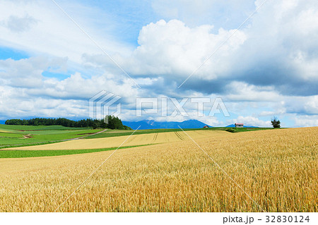 美瑛 パノラマロードエリアの麦畑の写真素材 3124