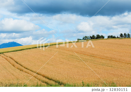 美瑛 パノラマロードエリアの麦畑の写真素材 3151