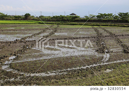 大豆栽培の準備　心土耕プラウ 32830554