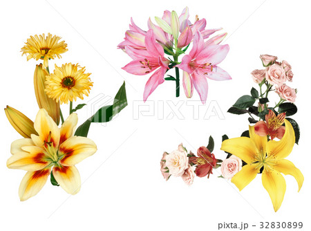 all Flower set all Flower set 32830899
