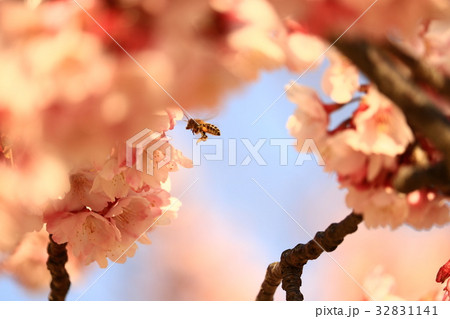 蜂須賀桜と蜜蜂 32831141