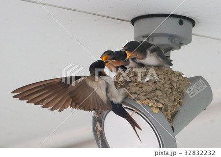 ツバメの子育て ツバメの子育て 32832232