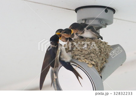 ツバメの子育て 32832233