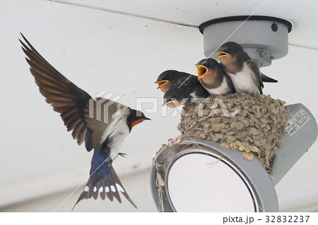 ツバメの子育て 32832237