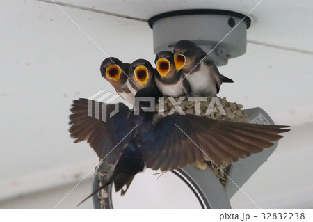 ツバメの子育て 32832238