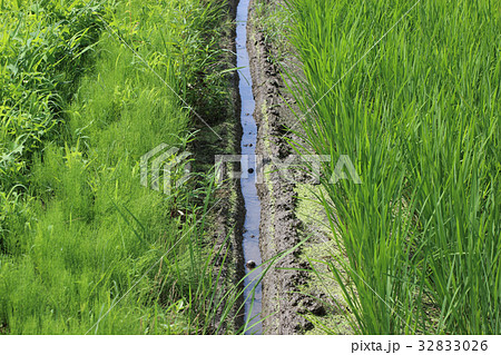水稲の中干しのための溝 水稲の中干しのための溝 32833026