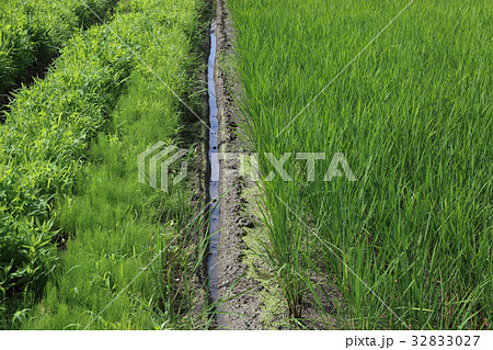 水稲の中干しのための溝 32833027