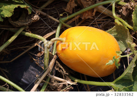 金太郎ウリの食べ頃 金太郎ウリの食べ頃 32833562