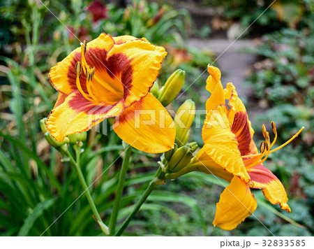 Yellow daylily (Hemerocallis) 32833585