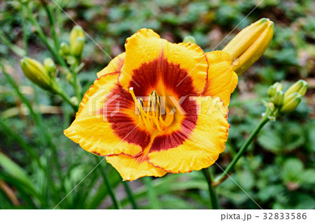 Yellow daylily (Hemerocallis) 32833586