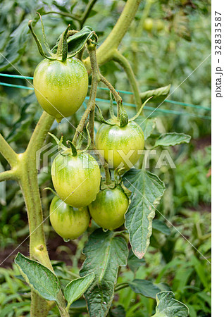 Unripe green tomato 32833587