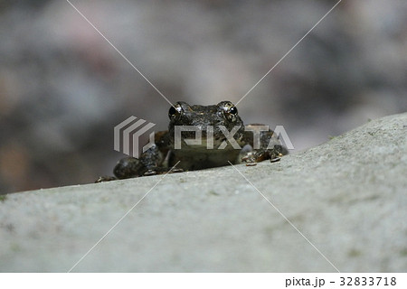 カエル 32833718