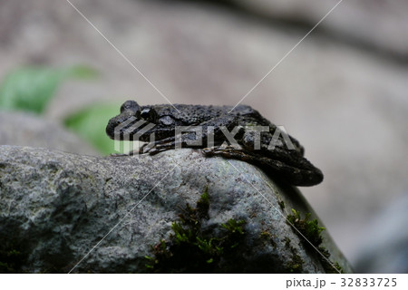 カエル 32833725