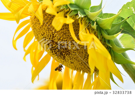 ヒマワリの花 長島町 出水市 鹿児島県 ヒマワリの花 長島町 出水市 鹿児島県 32833738