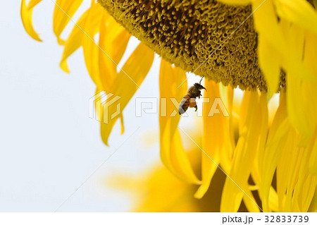 ヒマワリの花 長島町 出水市 鹿児島県 ヒマワリの花 長島町 出水市 鹿児島県 32833739