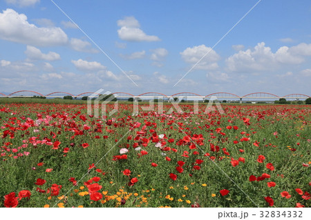埼玉県鴻巣市のポピー畑 埼玉県鴻巣市のポピー畑 32834332