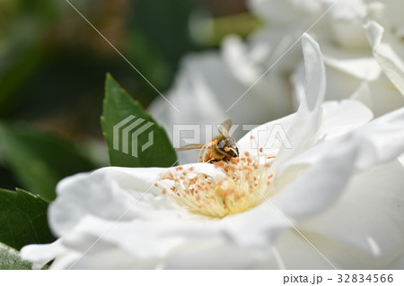 日本ミツバチと白いバラの花(美白のイメージ+ミツバチの力)バラ 薔薇 みつばち ミツバチ 美肌 美白 日本ミツバチと白いバラの花(美白のイメージ+ミツバチの力)バラ 薔薇 みつばち ミツバチ 美肌 美白 32834566