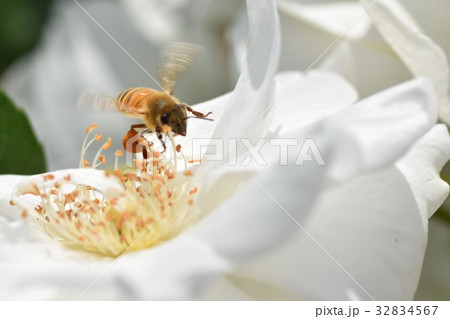 日本ミツバチと白いバラの花(美白のイメージ+ミツバチの力)バラ 薔薇 みつばち ミツバチ 美肌 美白 日本ミツバチと白いバラの花(美白のイメージ+ミツバチの力)バラ 薔薇 みつばち ミツバチ 美肌 美白 32834567