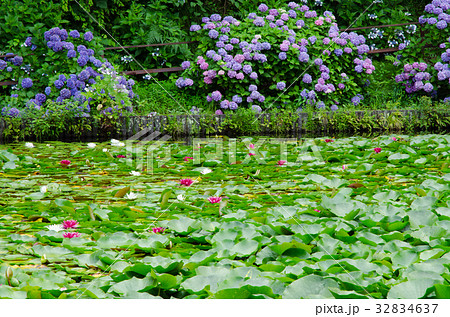 睡蓮の花とアジサイ 安曇野市室山池 睡蓮の花とアジサイ 安曇野市室山池 32834637