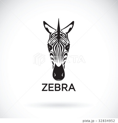 Vector of an zebra face on white background. Vector of an zebra face on white background. 32834952