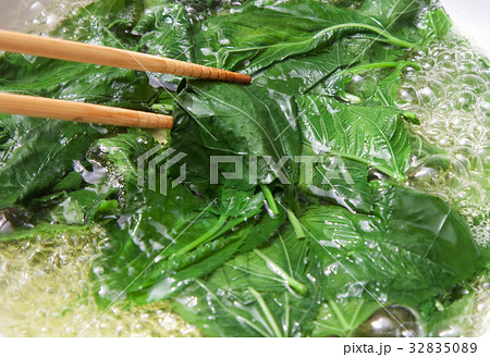 モロヘイヤ 湯がく モロヘイヤ 湯がく 32835089