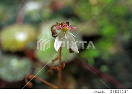 ユキノシタの花一輪　奥武蔵・関ノ入ヤツ 32835154
